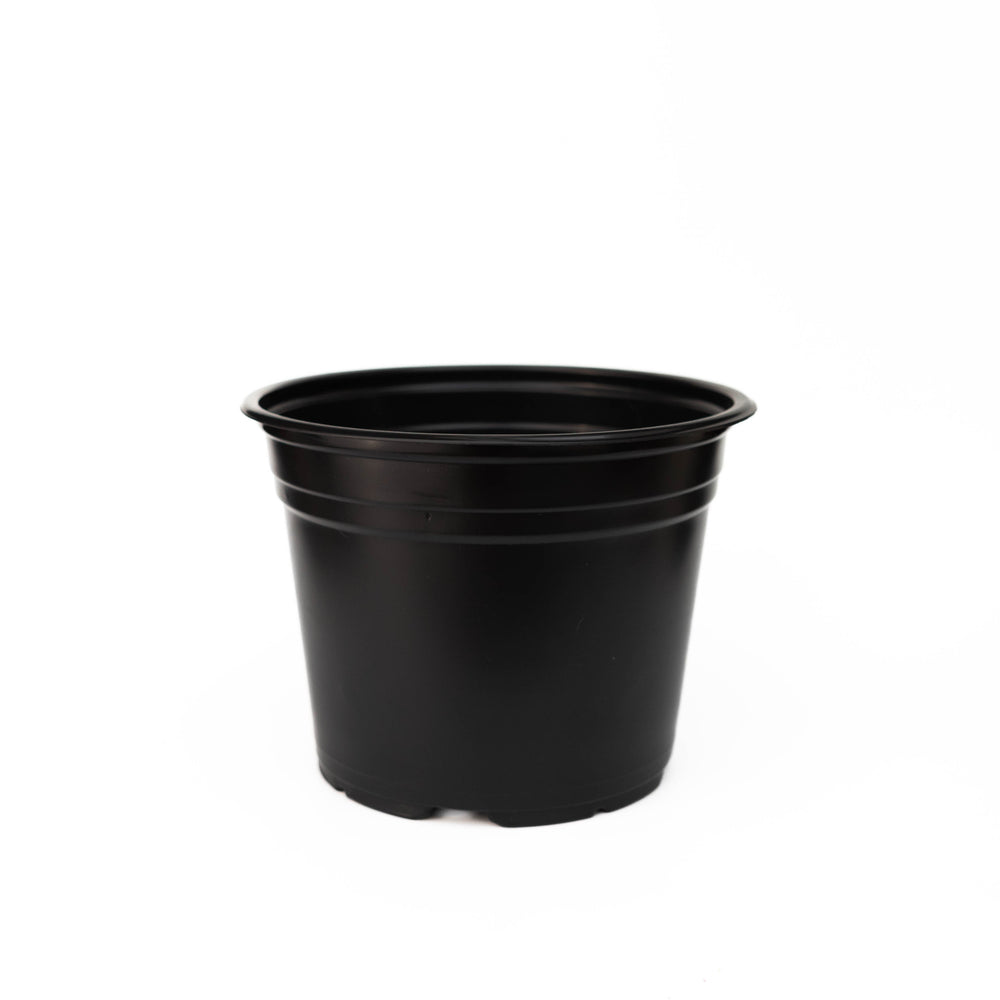 Maceta Baja 8 pulgadas Negra Paquete 20 piezas | Matec